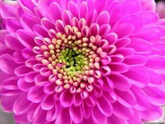 Desktop Wallpaper Flowers Background Lovender Dahlia