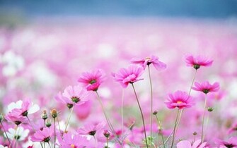 Wallpaper Wildflowers