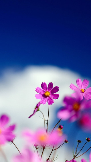 Android Phone Background Wallpaper