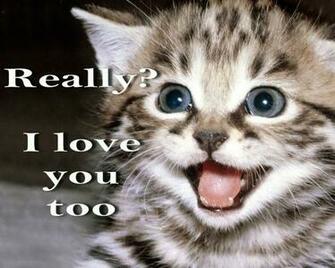 Cat Meme Quote Funny Humor Grumpy Kitten Mood Love Wallpaper