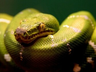 Boa Snake Wallpaper Cobra Green