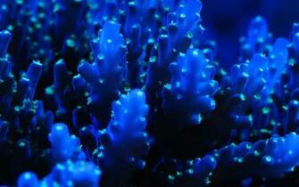 Sea Life Wallpaper And Background Id
