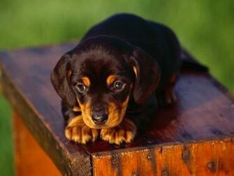 Dachshund Dogs Wallpaper