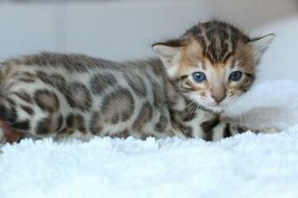 Cute Kittens Image Bengal HD Wallpaper And Background