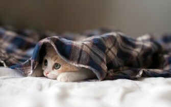 Kittens Desktop Wallpaper High Definition Quality