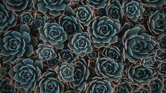 Wallpaper Echeveria Succulent Flowers