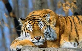 Sleeping Tiger Wallpaper