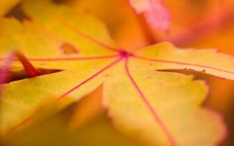 Yellow Leaf Wallpaper HD