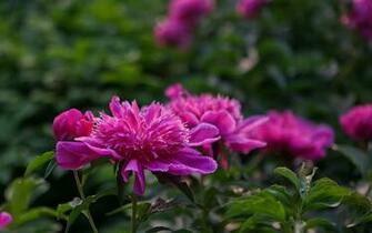 Peony Desktop Wallpaper Mayflower God HD