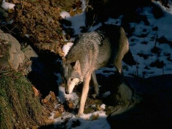 Lone Wolf Wallpaper