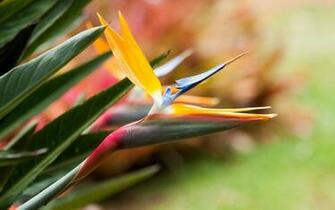 Wallpaper Flowers Bird Of Paradise Flower