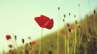 Summer Red Poppy Wallpaper High Definition Quality