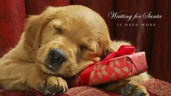 Puppy Christmas Wallpaper
