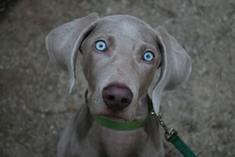 Weimaraner Eyes Wallpaper My Doggy Rocks