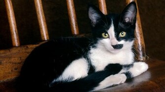 Cute Black And White Cat Desktop Pc Mac Wallpaper
