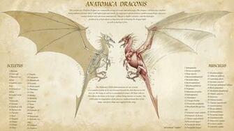 Dragon Anatomy Wallpaper