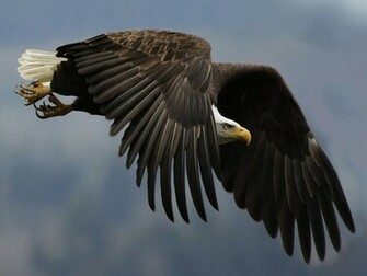 Hq Fly Birds Of Prey Wallpaper Num X