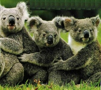 Koala Bear