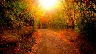 Autumn Forest Road Wallpaper