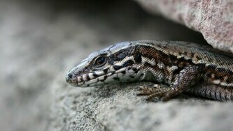 Lizard HD Wallpaper High Quality