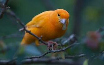 Animals Zoo Park Beautiful Birds Wallpaper For Desktop