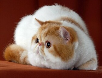Widescreen Exotic Cats Pose Wallpaper Cat