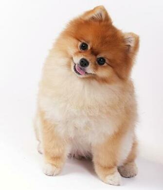 Wallpaper Spitz Dogs Animals Staring White Background