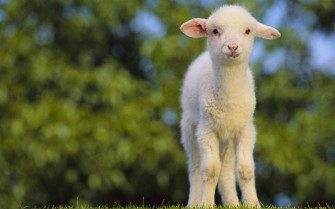 Lamb With Trees Wallpaper