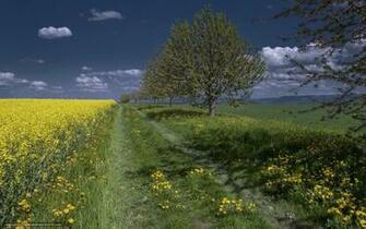 Wallpaper Summer Field Road Landscape Desktop
