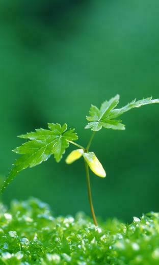 Nokia Lumia Wallpaper All Round News Ging Adsense Earn