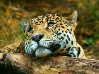 Big Cats Wild Animals Wallpaper