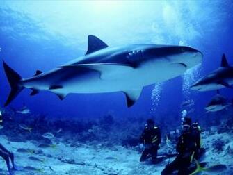 Best Wallpaper Shark