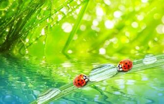 Wallpaper Grass Water Drops Macro Nature Rosa Morning