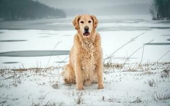Winter Snow Dog Wallpaper