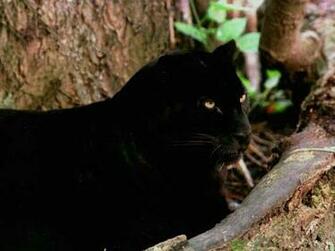 Worldstart Wallpaper Animal Set Black Panther Image Only