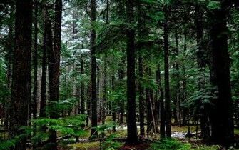 Hunger Games Forest Background Wallpaper