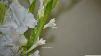 Tuberose HD Wallpaper Master