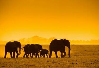 Beautiful Elephants High Resolution Image HD Wallpaper