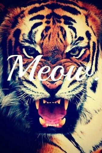 Tigre Hipster Imagui
