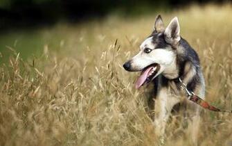 Top German Shepherd Dog Wallpaper For Desktop Amp Mobile