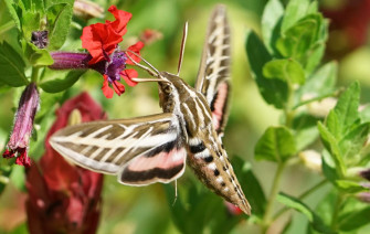 Sphinx Moths Wallpaper