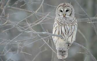 White Owl Tree Wallpaper HD
