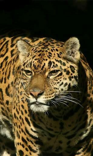 Bigger Animals Live Wallpaper For Android Screenshot