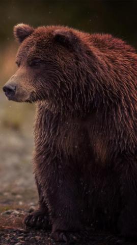 Bear iPhone Wallpaper Brown Vertebrate Grizzly