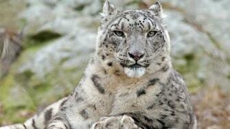 Snow Leopard HD Wallpaper Pic Photosjunction