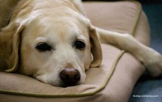 Yellow Labrador Wallpaper