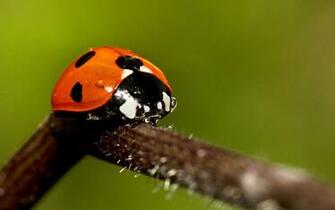 HD Ladybug Wallpaper With A On Branch Ladybugs