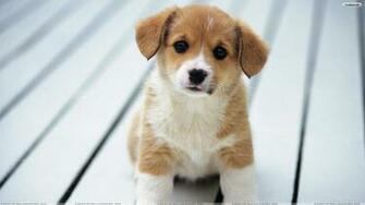 Puppy Wallpaper For Computer Image