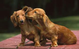Dachshund Computer Wallpaper Desktop Background Id