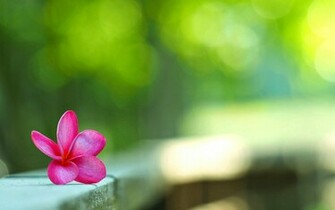 Plumeria Wallpaper HD S